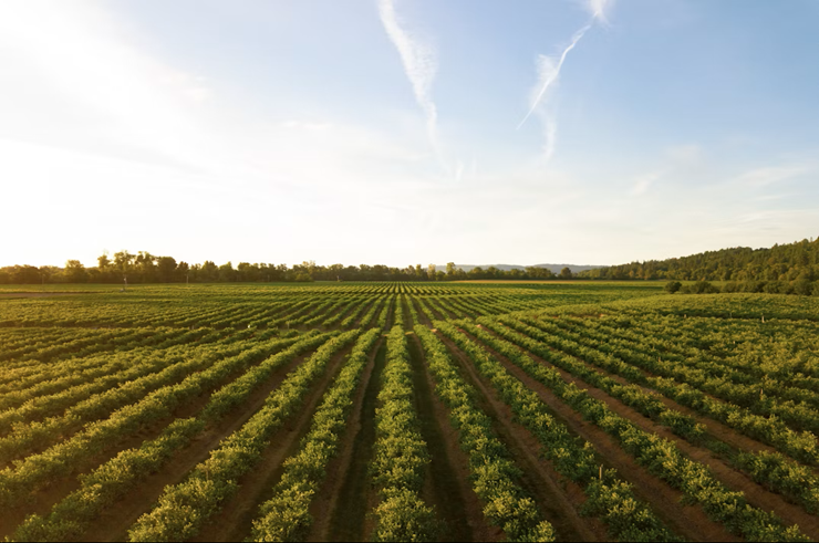 Extensive Farming