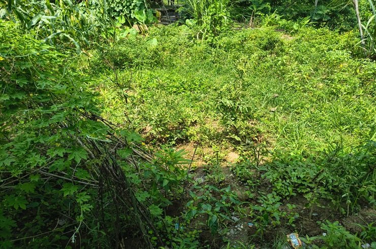 Plantation farming with tea and coffee crops