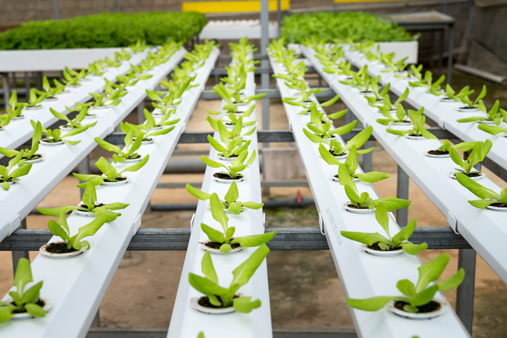 Modern farming methods including hydroponic, vertical and smart farming