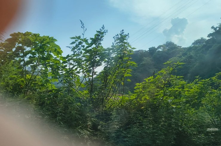 Shifting cultivation farming in a hilly region
