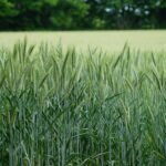 Cereal crop farming field with wheat and grain crops growing in an agricultural field