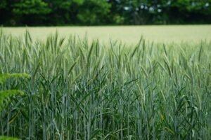 Cereal crop farming field with wheat and grain crops growing in an agricultural field