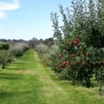 Fruit farming orchard with healthy fruit trees growing in an agricultural field