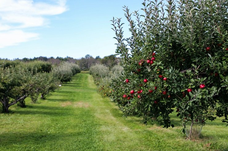 Fruit farming orchard with healthy fruit trees growing in an agricultural field