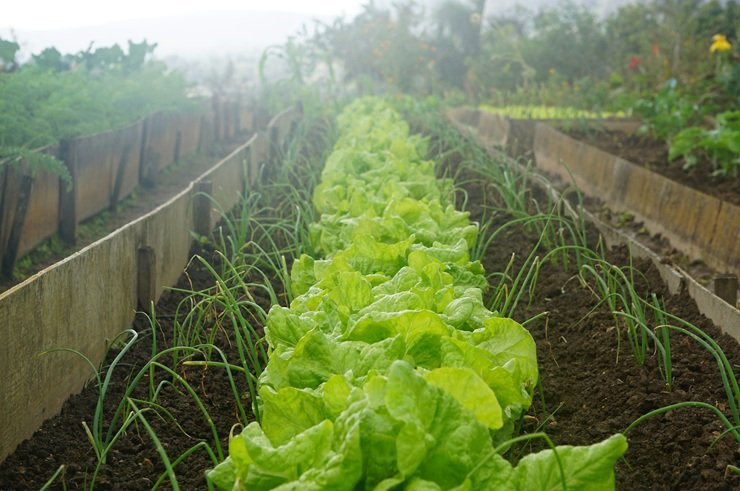 Profitable Farming Ideas: 15 Agriculture Business Ideas to Consider