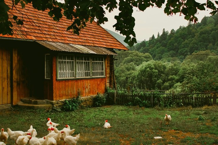 Small Farm Business Ideas: 15 Ways to Make Money From a Small Farm