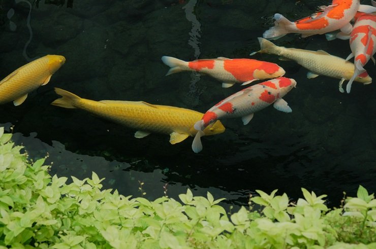 Aquaponics system growing plants above a fish tank