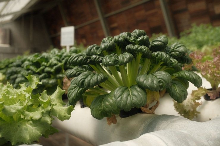 Hydroponic Farming: 7 Key Benefits, Types, Examples & How It Works