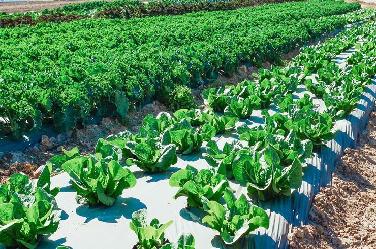 Best Crops for Profit: 15 Profitable Crops to Grow