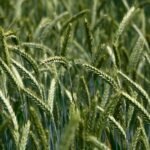 Natural Farming
