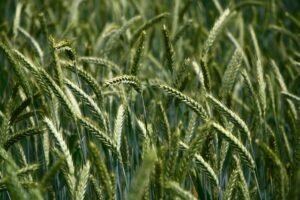 Natural Farming