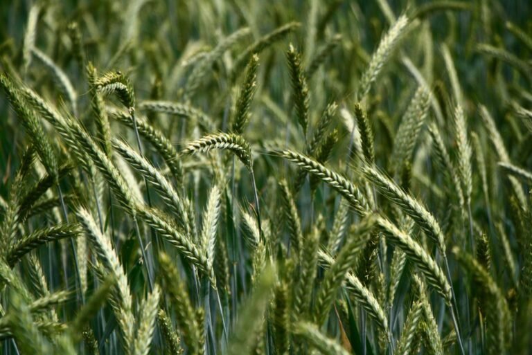 Natural Farming
