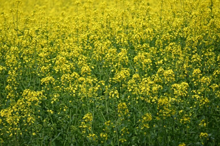Oilseed Farming: 10 Major Oilseed Crops, Methods, Benefits & Complete Guide