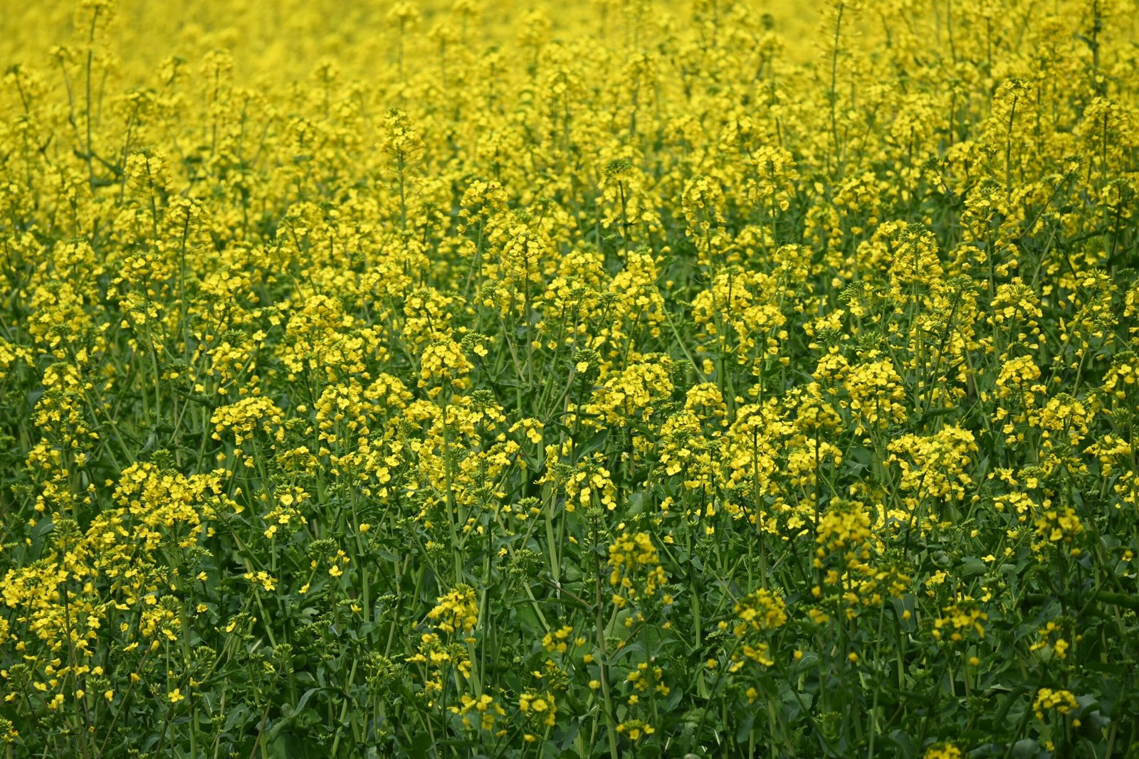 Oilseed farming field with healthy mustard and sunflower crops growing in an agricultural field