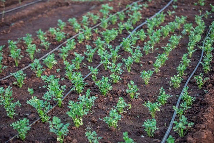 Organic Crop Farming: 10 Methods, Benefits, Crops & Complete Guide